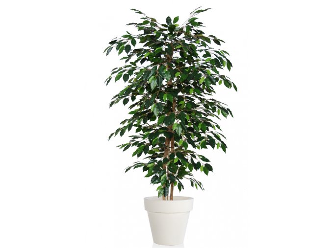 Ficus Exotica Almora 180 cm Green V1049009