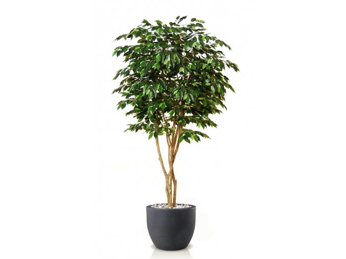 Ficus Exotica Designer 220 cm Green V1049037