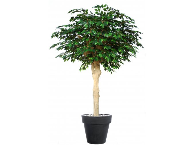 Ficus Exotica Nidra 250 cm Green V1049042