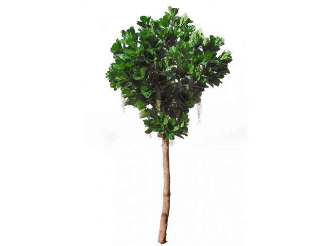 Ficus Lyrata Gigantea cm 400 Green 5427010