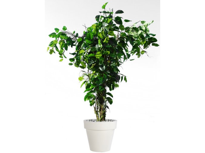 Pothos Tropical Tree 350 cm V5498005