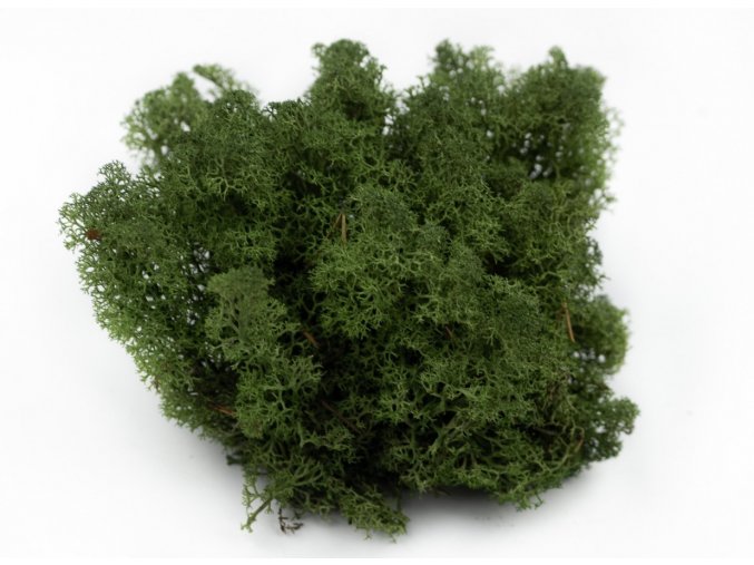 preserved lichenreindeer moss 25