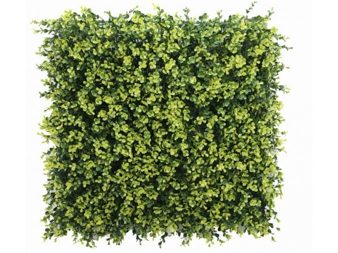 Buxus geel Kunsthaag2