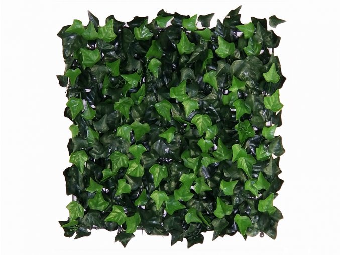 Hedera