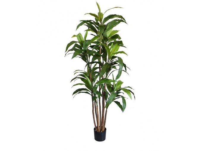 Umělá rostlina Dracena (170cm)