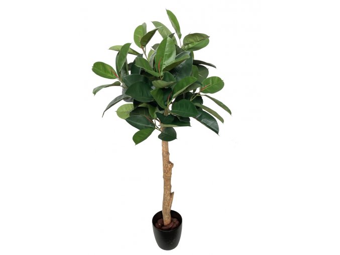 Ficus Elastica Topiary 150 cm Green V5426013