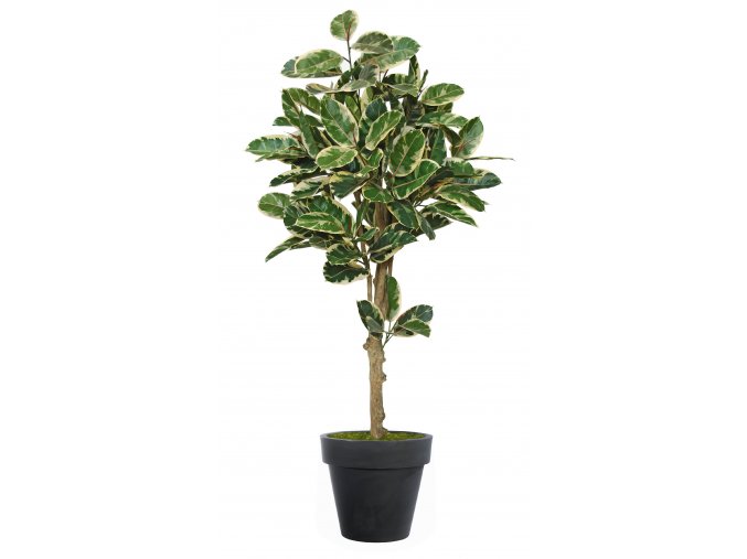 Ficus Elastica Topiary 200 cm Variegated V1081011