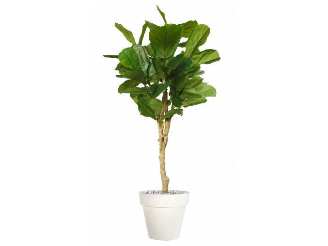 Ficus Lyrata Wild Topiary 200 cm Green V1100014(1)