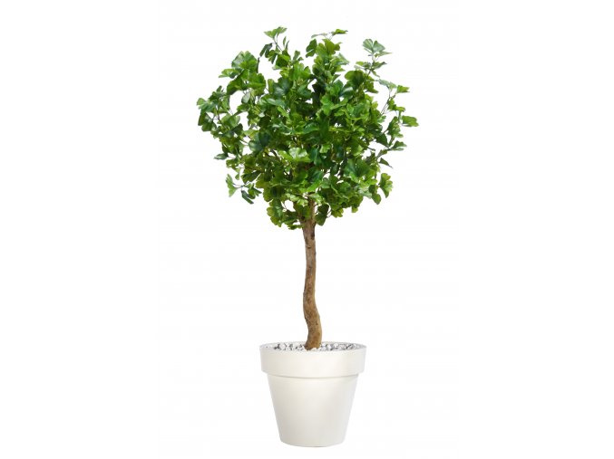 Gynkgo Topiary 150 cm Green V1087004