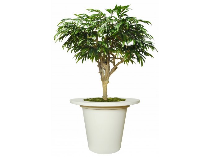 Longifolia Mini Nidra 320 cm Green V1089014