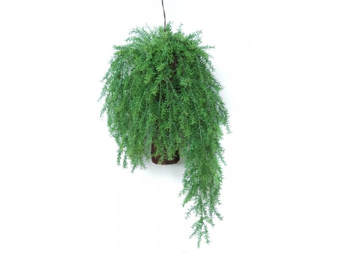 Asparagus Country Hanging 80 cm 5576000
