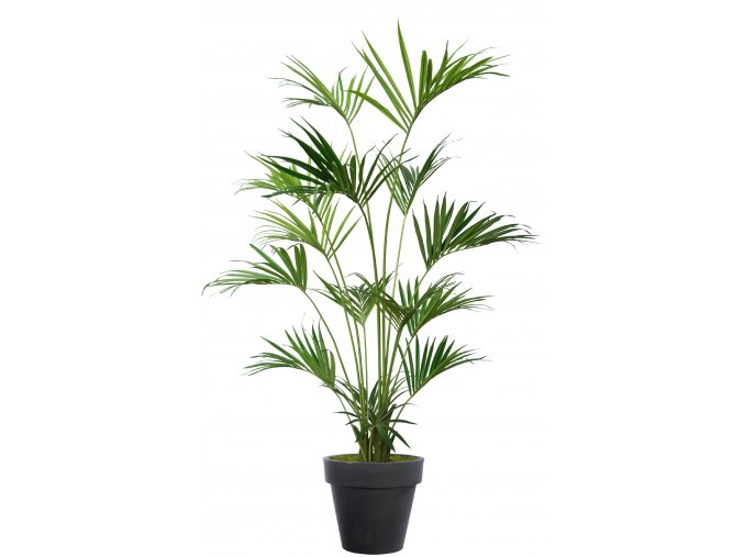 Kentia Palm w Pot 240 cm Green V4533GRN