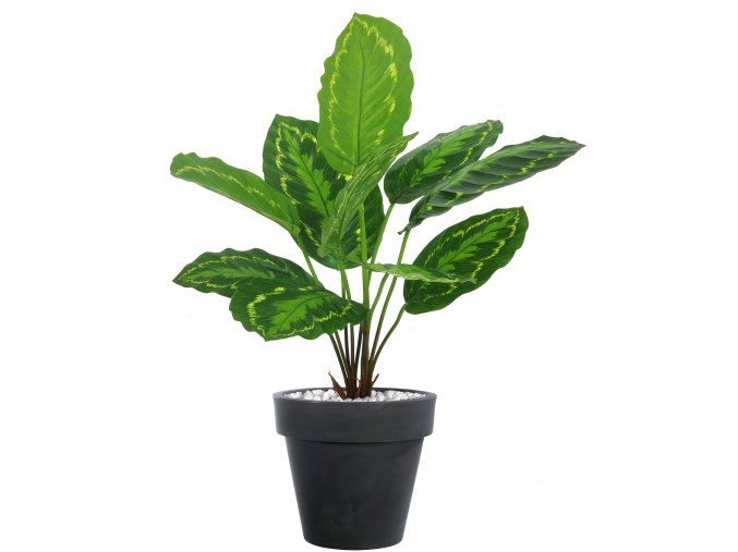 Calathea Plant 45 cm Green Yellow V5644GYE