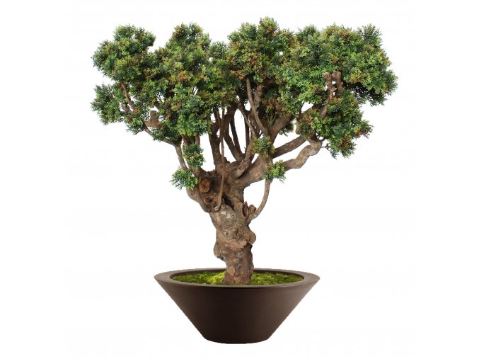 Boxwood Mini Robusta 120 cm V5639002