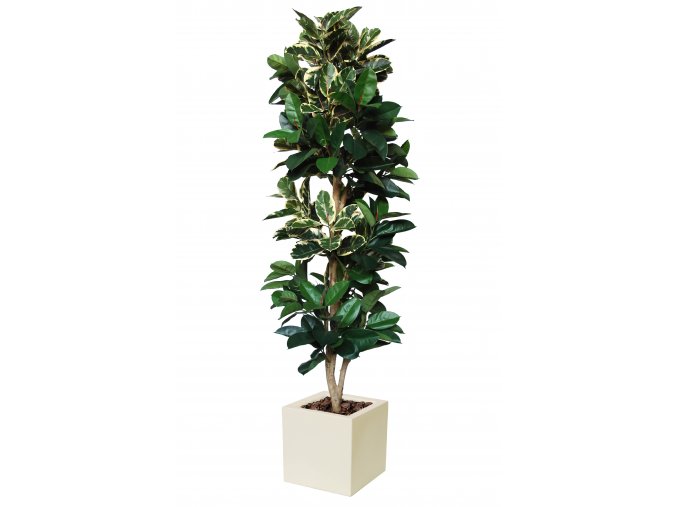 Ficus Elastica Column 250 cm Variegated V5426015