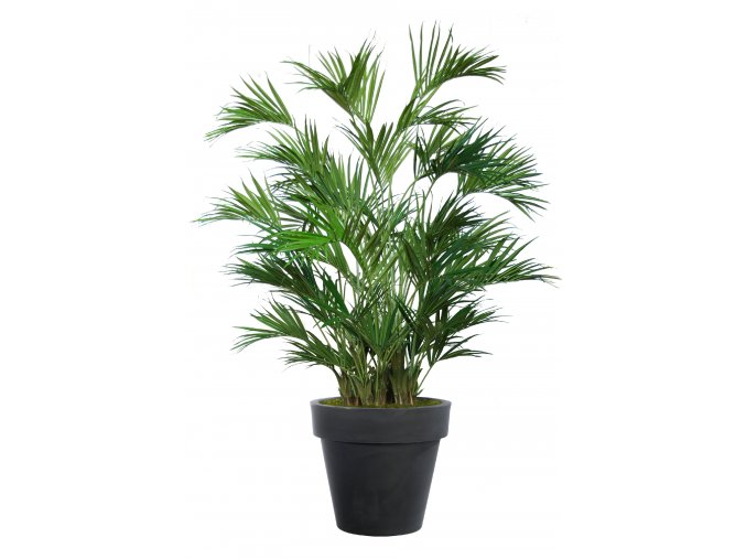 Kentia Palm Lux x 4 240 cm Green V4533004