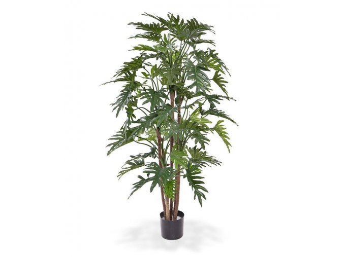 152514 philodendron xanadu deluxe 140