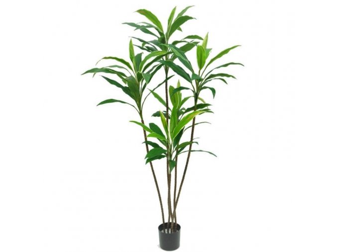 dracena fragrans 170cm