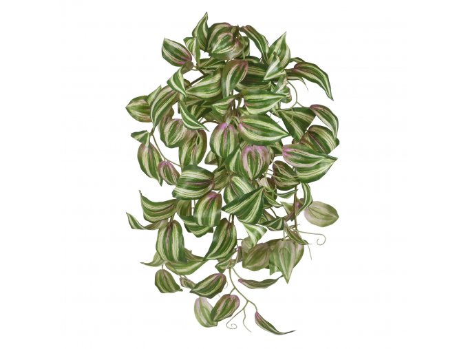 Tradescantia Tricolor 45 210704 1 2 1 1