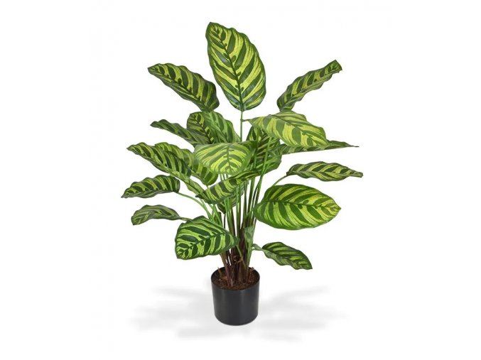 440306 calathea makoyana 60 1