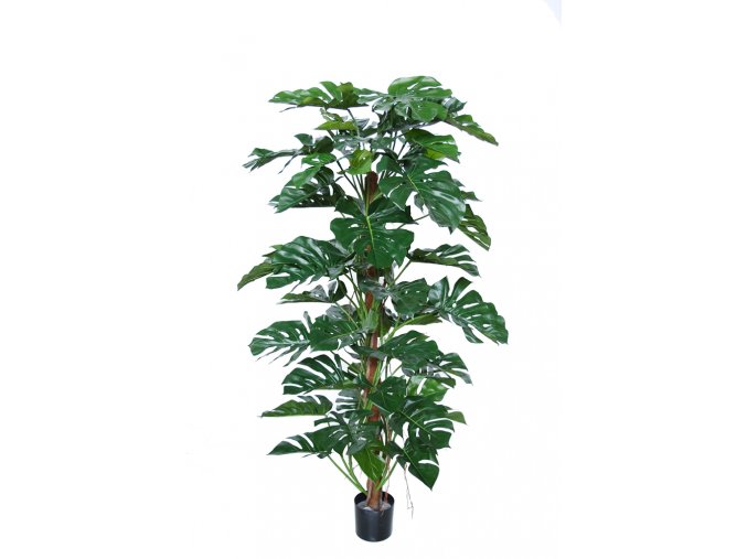 Split Philo Climber w pot 180 cm Green 5438GRN