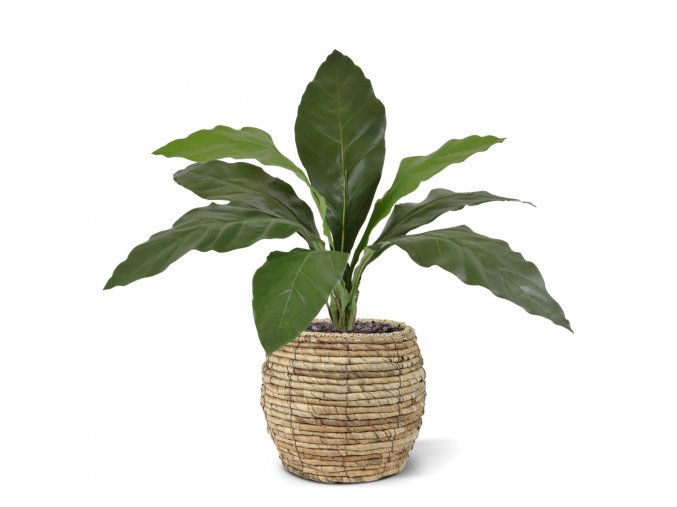 Anthurium Jungle King boeket 60 151006 5 1