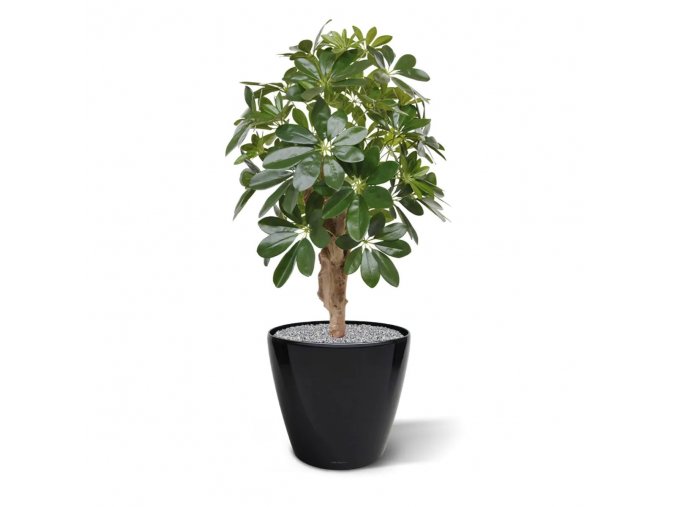 schefflera kunstplant 65 cm op voet 130306 3 2