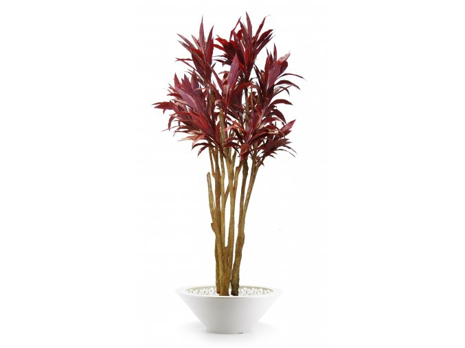 Cordyline Florida 260 cm Red V1076003