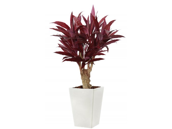 Cordyline Crown Mini 160 cm Red V1076004