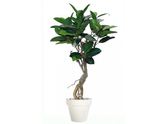 Ficus Elastica Plant 150 cm Green V5426003(1)