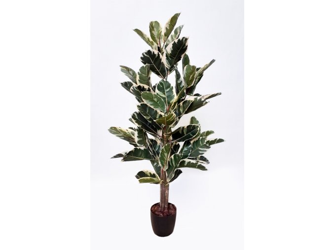 Ficus Elastica Tree 130 cm Variegated 1081007