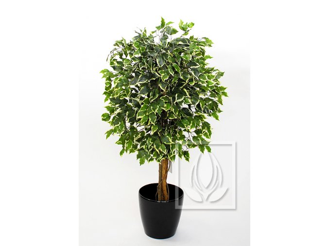 ficus exotica 120cm