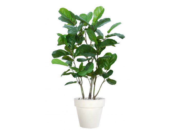 Ficus Lyrata Wild Boschetto 150 cm Green V5658001