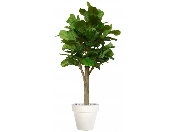 Ficus Lyrata Wild Florence Ø 110 h 280 cm Green V1100015