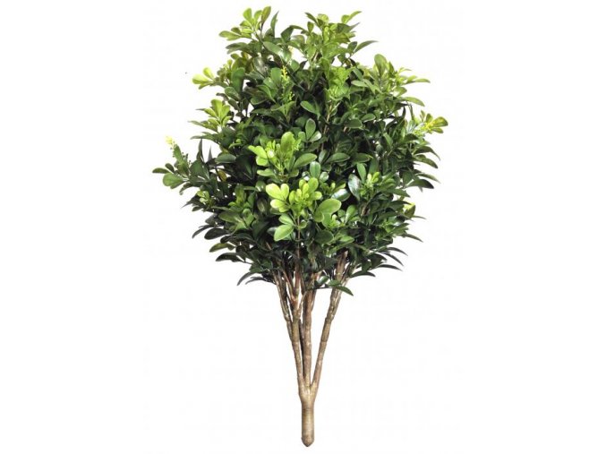 Boxwood UVR Bush 70 cm Green (1)
