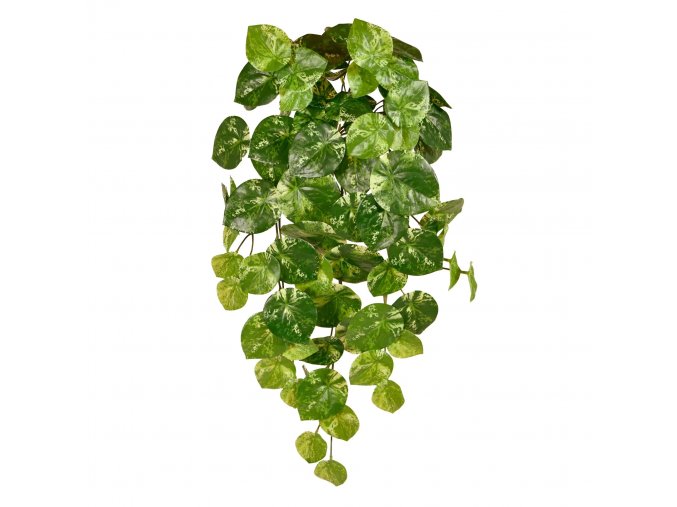 Pilea Peperomioides 60 211206 1