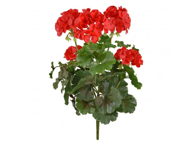 Geranium boeket 38 uv rood 444103UVRD 1