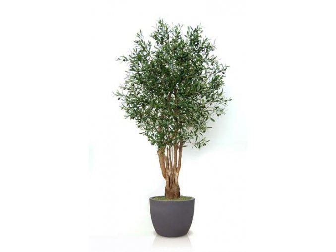 Umělý strom Olive Malabar (Varianta 220cm)