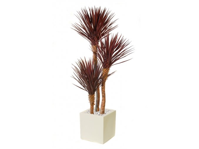 Yucca Linearis Set x 3 200 cm Burgundy V4232B03