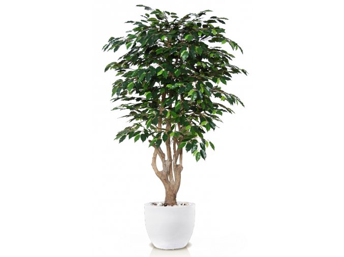 Ficus Exotica Malabar 180 cm Green V1049027