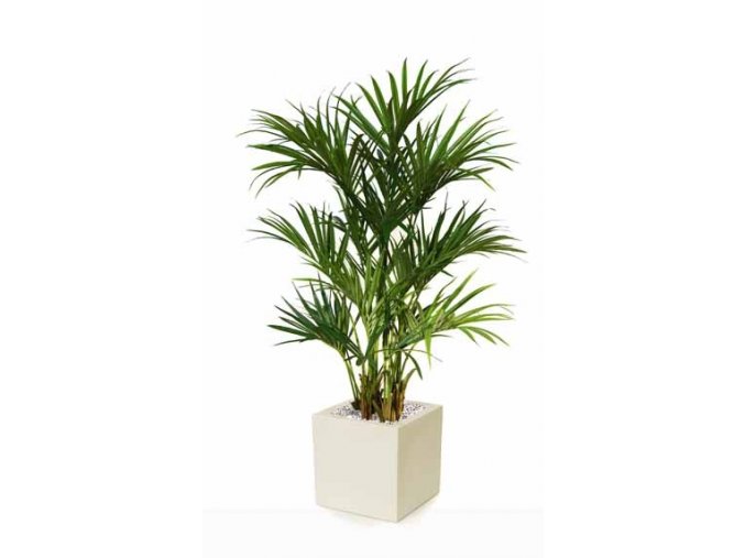 8338 umela palma kentia lux x2 180cm
