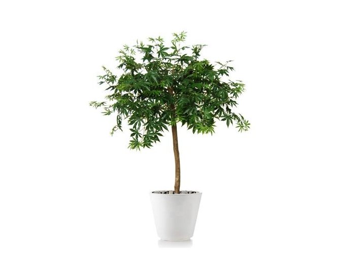 8488 umely strom maple topiary 120cm zeleny