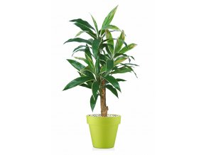 Cordyline Exotica 120 cm Variegated V5416004