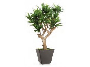 10876 umely strom dracaena reflexa robustina 90cm