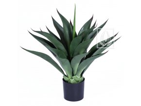 agave mexicana 85cm