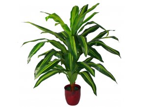 Dracaena 85cm