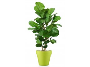 Ficus Lyrata Wild Step Tree 150 cm Green V1100004