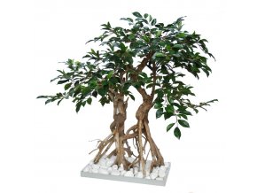 36422 ficus retusa root bonsai 1064007