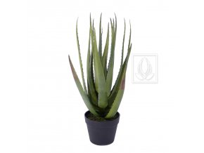 Aloe 65cm new