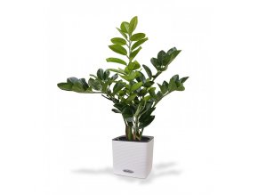 Umělá rostlina Zamioculcas (55cm)